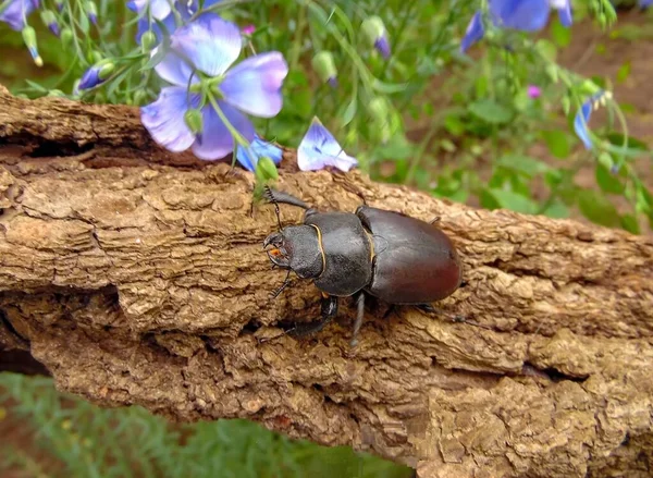 Uno Scarabeo Cervo Striscia Una Corteccia Albero Uno Sfondo Fiori — Foto Stock