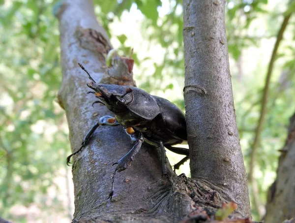 Ciervo Escarabajo Arrastrándose Una Rama Árbol Cerca — Foto de Stock