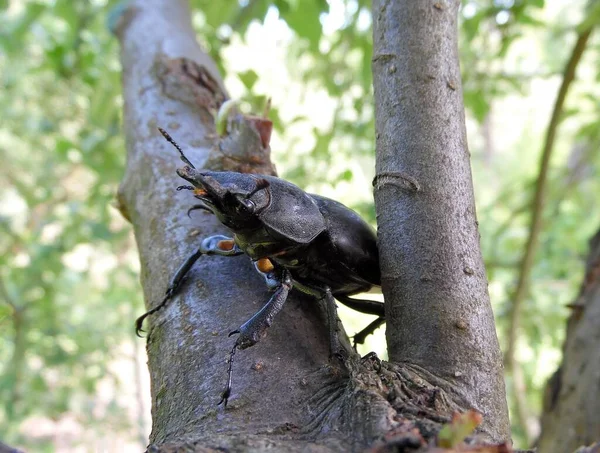 Käfer Hirsch Kriecht Aus Nächster Nähe Auf Einem Ast Stockbild