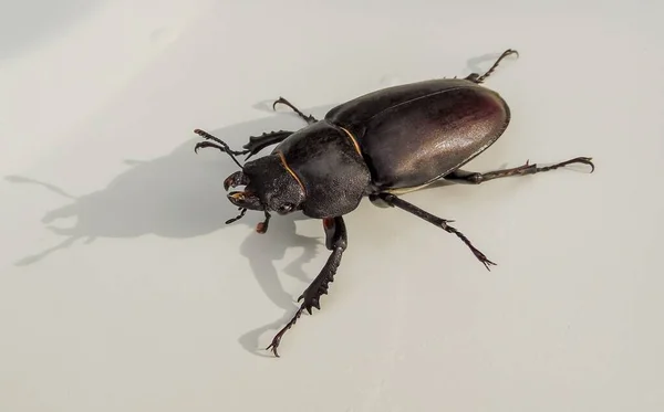 Ciervo Escarabajo Arrastra Sobre Fondo Blanco Primer Plano — Foto de Stock