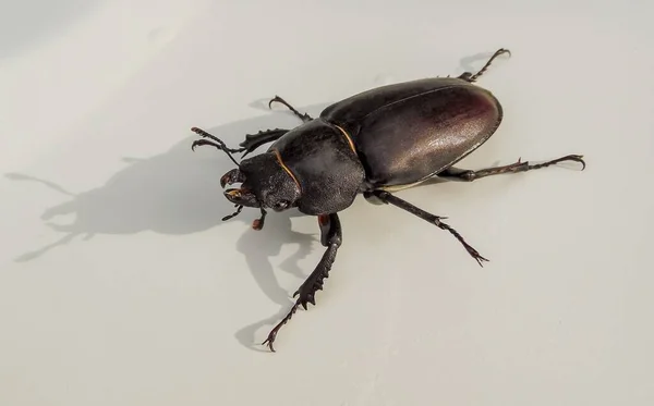 Cerf Coléoptère Glisse Sur Fond Blanc Gros Plan — Photo