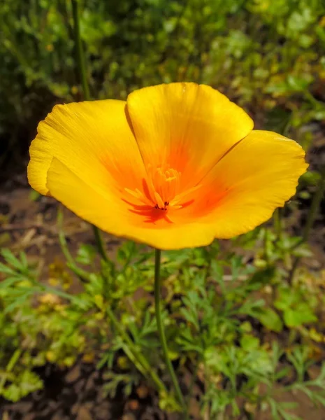 Eschscholzia Kwiat Tle Ogrodu Zbliżenie — Zdjęcie stockowe