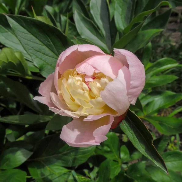 Peonía Rosa Floreciente Fondo Del Jardín Cerca — Foto de Stock
