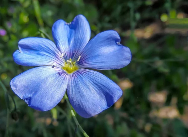 Flor Linho Azul Fundo Jardim Close — Fotografia de Stock