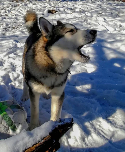 Husky Chien Est Joué Avec Une Balle Dans Jardin Enneigé — Photo