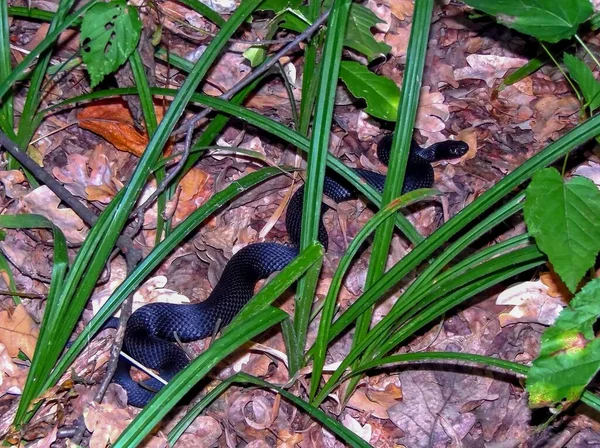 落叶林特写中的黑毒蛇掌 — 图库照片