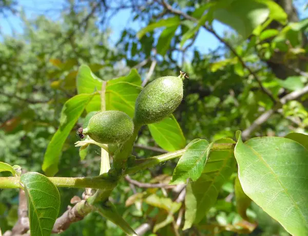 Unripe Walnuts Grow Tree Close — Stock Photo, Image