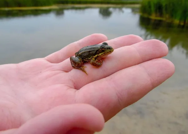 아기로 개구리 — 스톡 사진