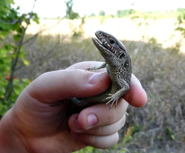 Lagarto Cinza Uma Mão Crianças Contexto Natureza Close Imagens Royalty-Free