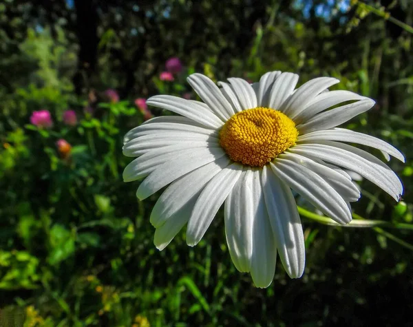 Grande Margarida Branca Contra Fundo Jardim Verão — Fotografia de Stock