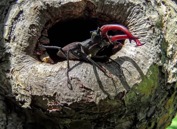 Escaravelho Rasteja Para Fora Uma Cova Árvore — Fotografia de Stock