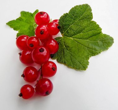 Yeşil yapraklı ve beyaz arka planda bir grup olgun kırmızı frenk üzümü.