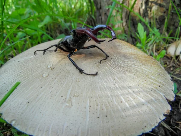 Scarabeo Cervo Seduto Grande Cappello Fungo Primo Piano — Foto Stock