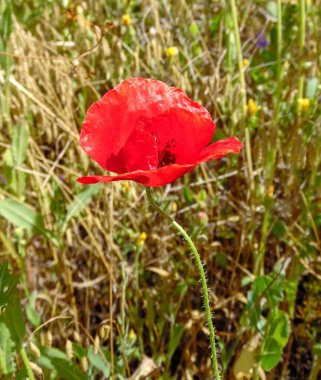 kırmızı gelincik çiçeği yaz çimlerinde