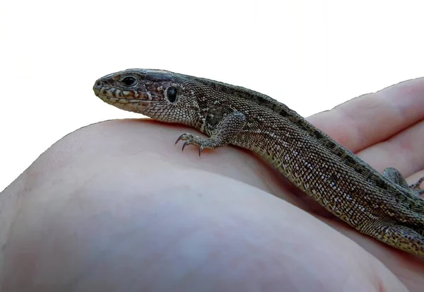 Grande Lagarto Cinza Palma Uma Criança Fundo Branco Isolado — Fotografia de Stock