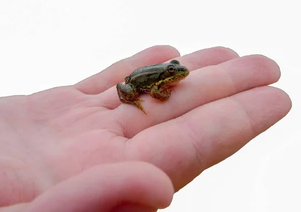 儿童手掌上的小青蛙 背景是孤立的白色 — 图库照片