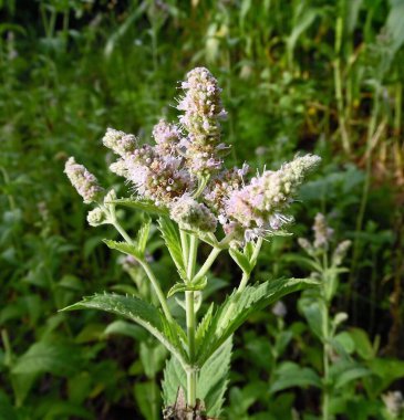 Bahçenin arka planında Melissa nane çiçekleri