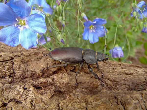 Escarabajo Hembra Sienta Corteza Árbol Sobre Fondo Flores — Foto de Stock