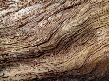 Eski bir armutun kabuğunun dokusu. Yaklaş.