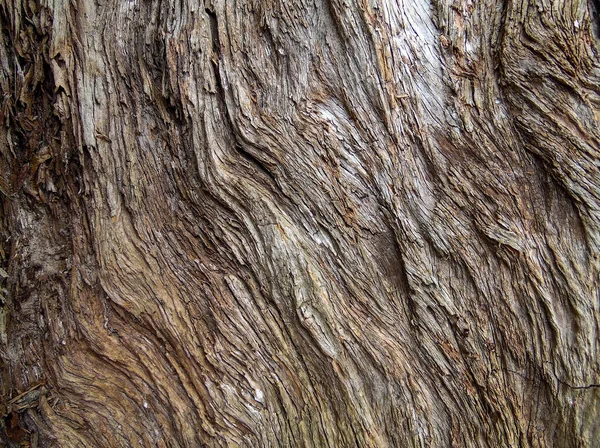 关闭的老梨树树皮的质地 — 图库照片