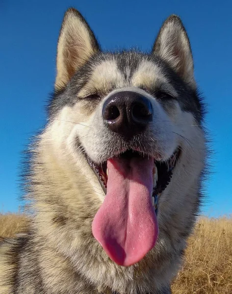 Husky Pies Zbliżenie Tle Błękitnego Nieba — Zdjęcie stockowe