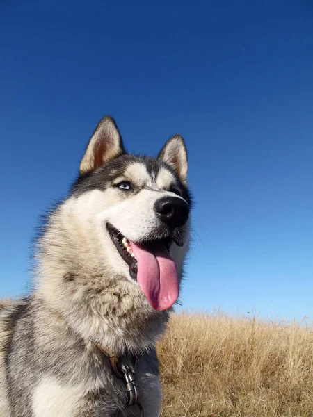 Husky Pies Zbliżenie Tle Błękitnego Nieba — Zdjęcie stockowe