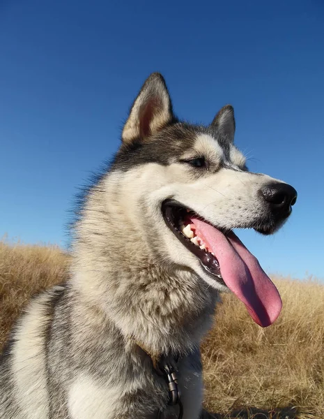 Husky Hund Närbild Bakgrund Blå Himmel — Stockfoto