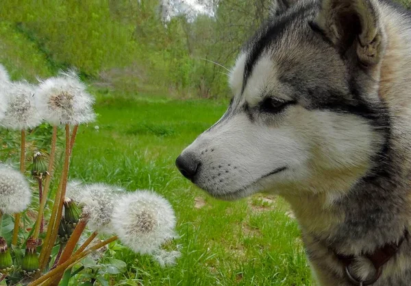 夏の庭の緑の芝生の上でタンポポの匂いを嗅ぐ子犬 — ストック写真
