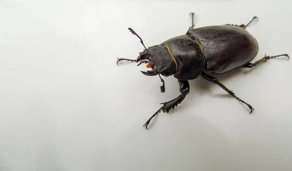 Escarabajo Ciervo Hembra Sobre Fondo Blanco Cerca — Foto de Stock