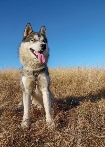 青空を背景にしたハスキー犬のクローズアップ — ストック写真