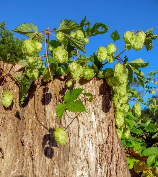 Grenar Med Humlefrukter Gammal Stubbe Mot Blå Himmel — Stockfoto