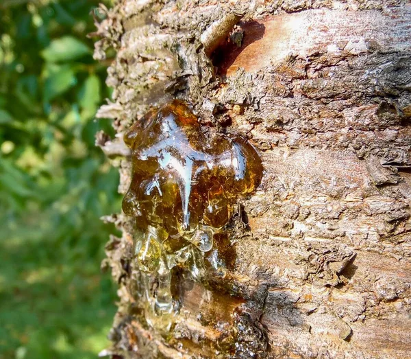 Résine Cerise Sur Écorce Arbre Gros Plan — Photo