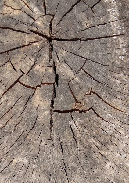 Texture Old Linden Stump Close — Stock Photo, Image