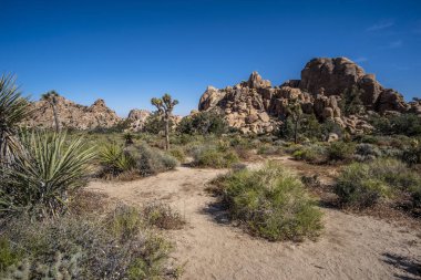 Kaliforniya'daki Joshua Tree Ulusal Parkı'nda güzel doğa, ABD