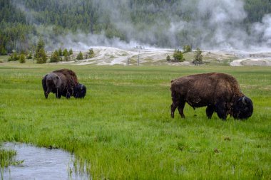Yellowstone'daki Buffalolar, Wyoming, Amerika Birleşik Devletleri