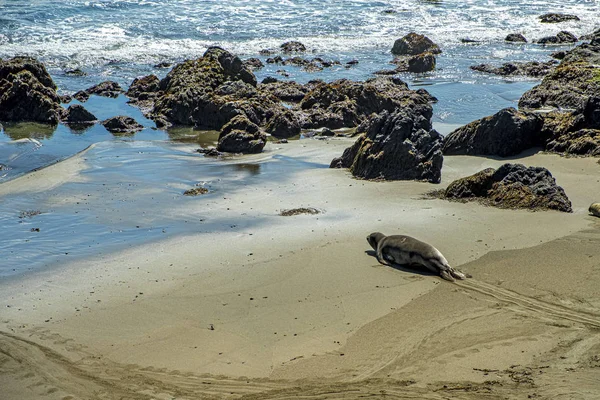 Elephant Seal at beach in California, USA