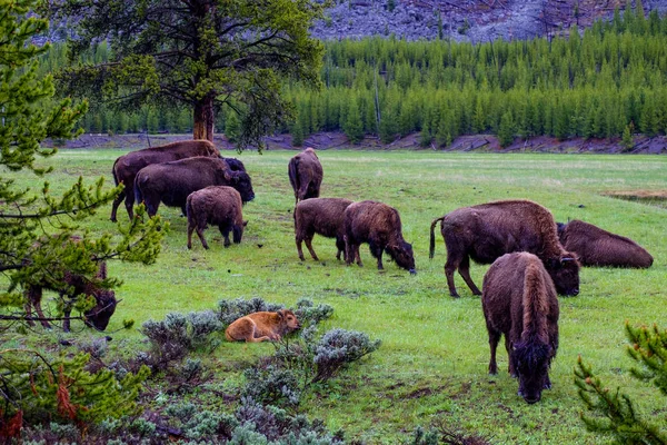 Buffalos in Yellowstone, Wyoming, USA — Stock Photo, Image