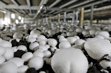 Temiz mantarlı Champignon Çiftliği