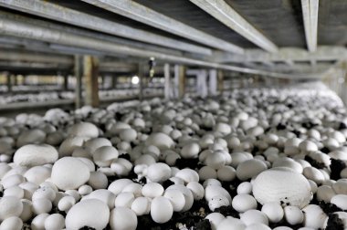 Temiz mantarlı Champignon Çiftliği