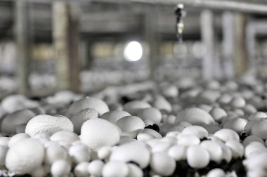 Temiz mantarlı Champignon Çiftliği