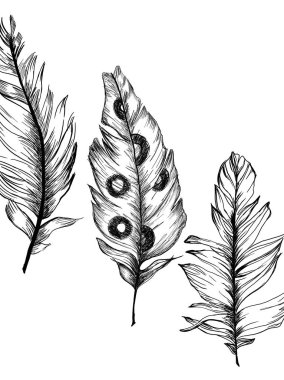 Beyaz arka plan üzerinde desenli kuş tüyleri 