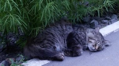 Sevimli tekir kedi çalıların gölgesinde kaldırım yakınında tatlı rüyalar ile dinleniyor. Çizgili gri ve siyah kedi patika yakınında bir şekerleme için rahat alıyorum. Gri kedi yeşil bitkiler arasında dinleniyor. Yakın çekim