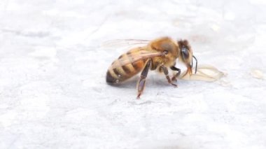 Arı bir damla bal yiyor. Arı hortumla bal topluyor. Apis mellifera. Yakın çekim