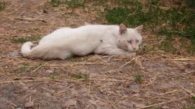 Beyaz kırsal kedi, rustik tomcat, uyuyor ve köyde bir saman-strewn zemin üzerinde güneşin tadını çıkarıyor. Yakın çekim