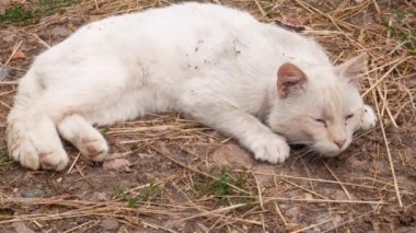 Beyaz kırsal kedi, rustik tomcat, uyuyor ve köyde bir saman-strewn zemin üzerinde güneşin tadını çıkarıyor. Yakın çekim