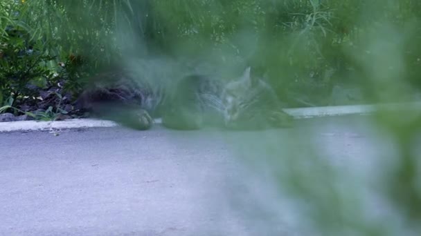 茂みの影の中で歩道の近くで甘い夢を休むかわいいタビー猫 ストライプグレーと黒猫は 歩道の近くで昼寝のために快適になります 緑の植物の間で休む灰色の猫 — ストック動画
