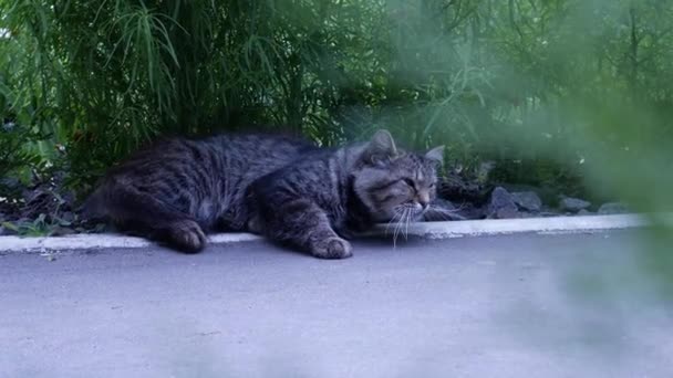 Cute Tabby Cat Resting Sidewalk Shadow Bushes Striped Gray Black — Stock Video