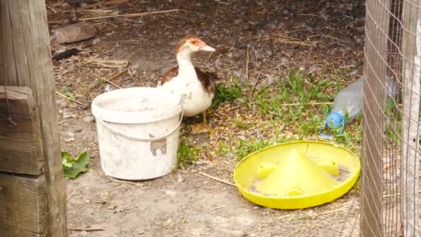 Rode Witte Eend Wandelen Binnen Hek Een Boerderij Werf — Stockvideo