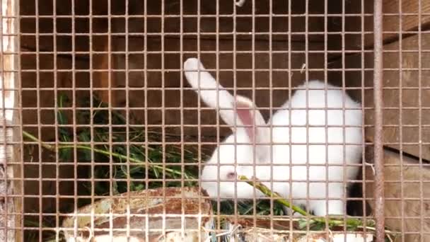 Білий Кролик Клітці Їсть Зелену Траву Розведення Кроликів Білий Кролик — стокове відео