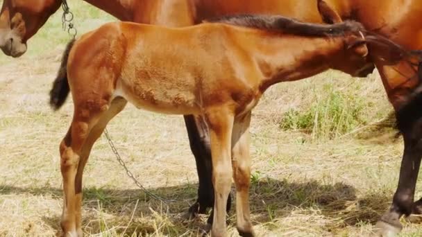 美しい子馬とその母親の放牧 子馬は草原で放牧している母親をしゃぶる 子馬の餌付けクローズアップ — ストック動画